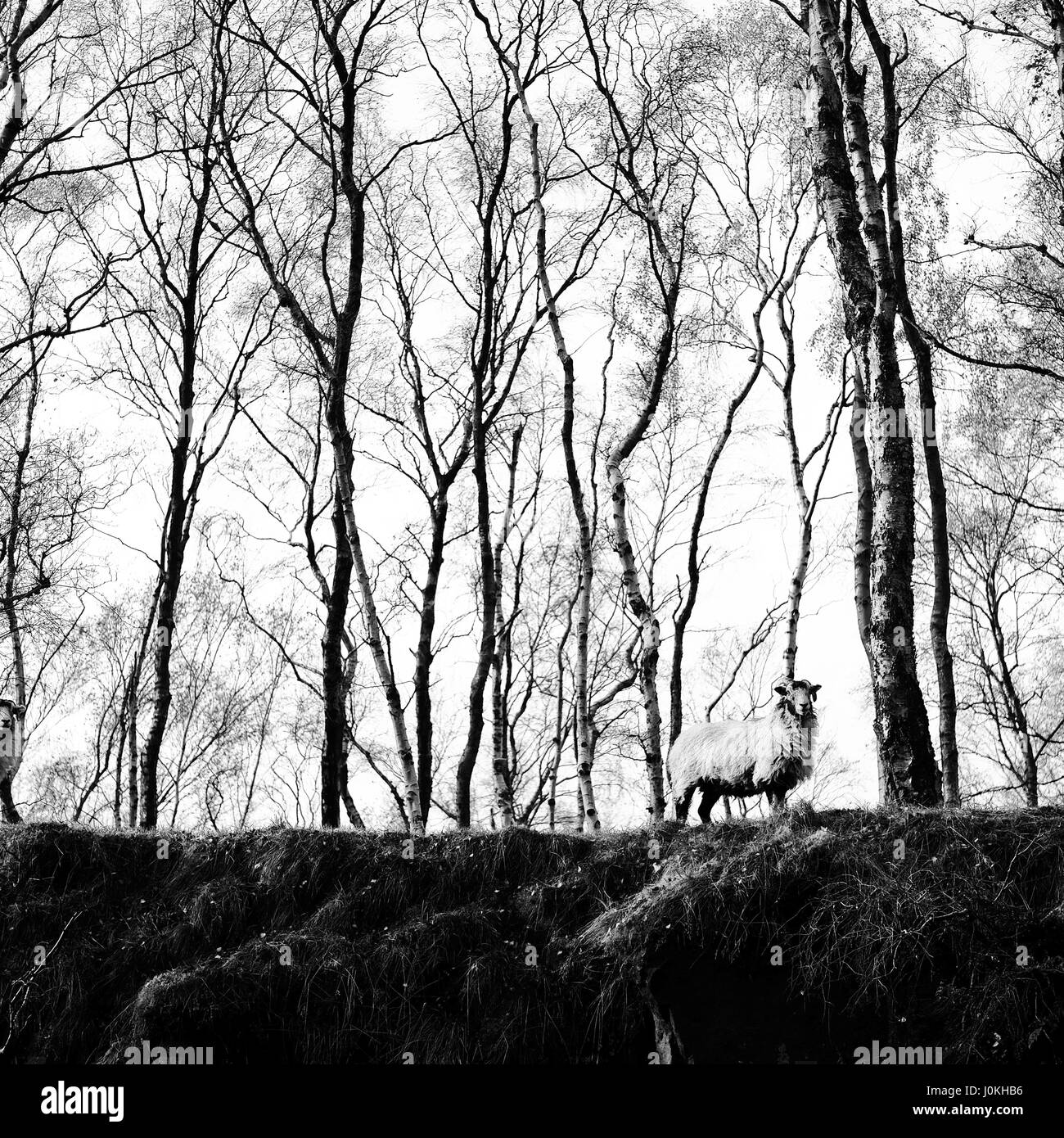 Curious sheep on hilltop with silver birch trees in the background Stock Photo