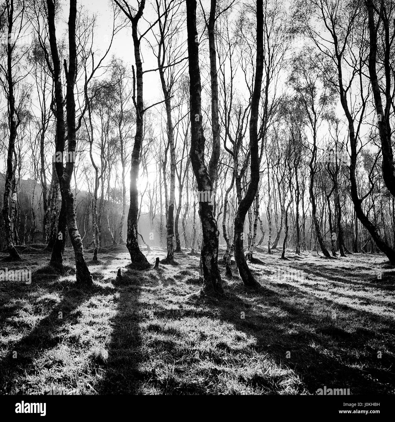 Winter scene with birch trees and sunlight casting shadows Stock Photo