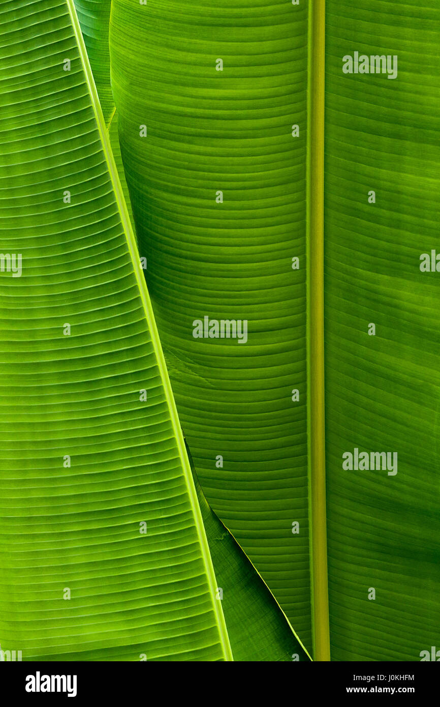 Banana leaves hires stock photography and images Alamy
