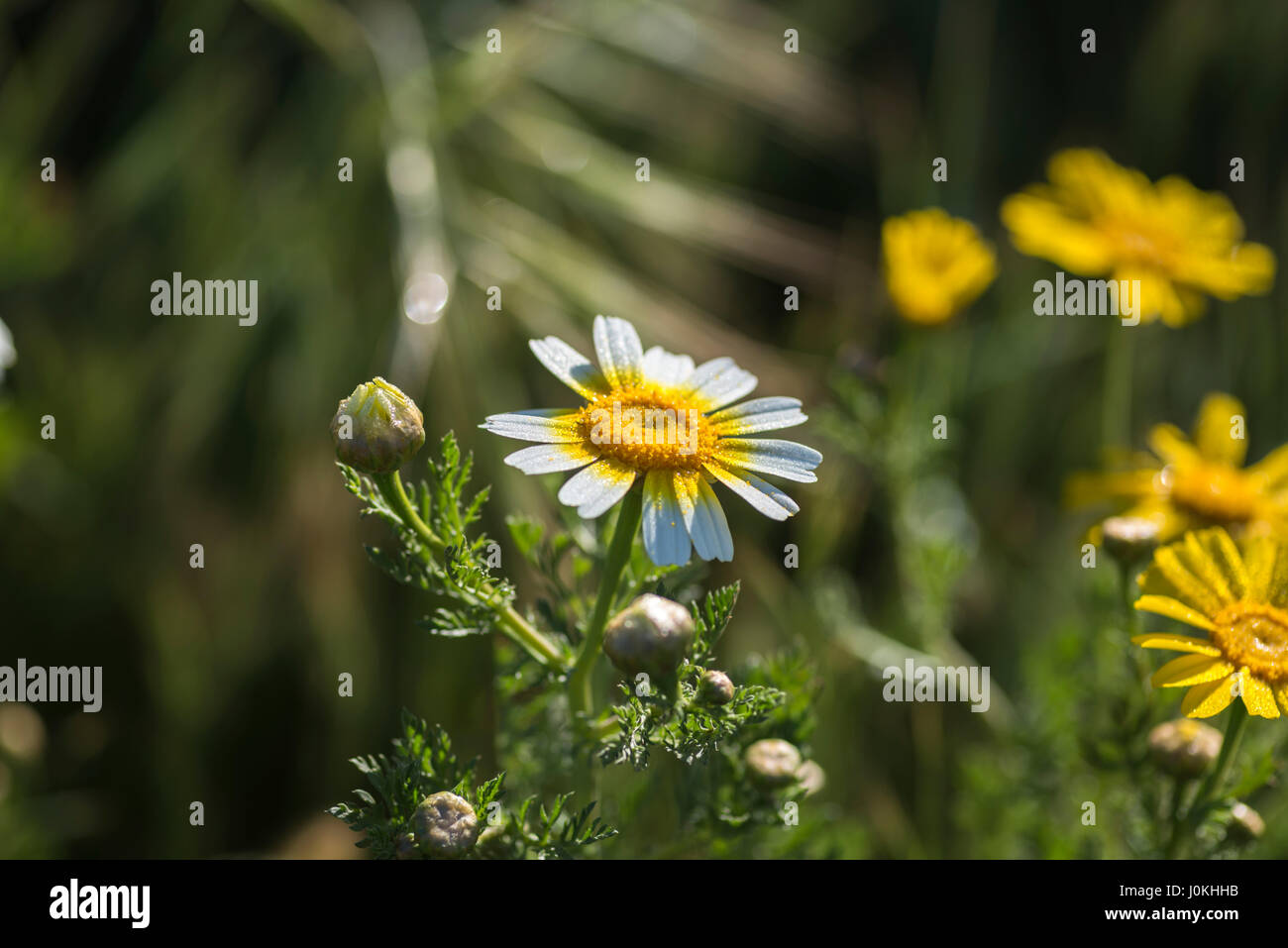 Beautiful wildflowers hi-res stock photography and images - Alamy