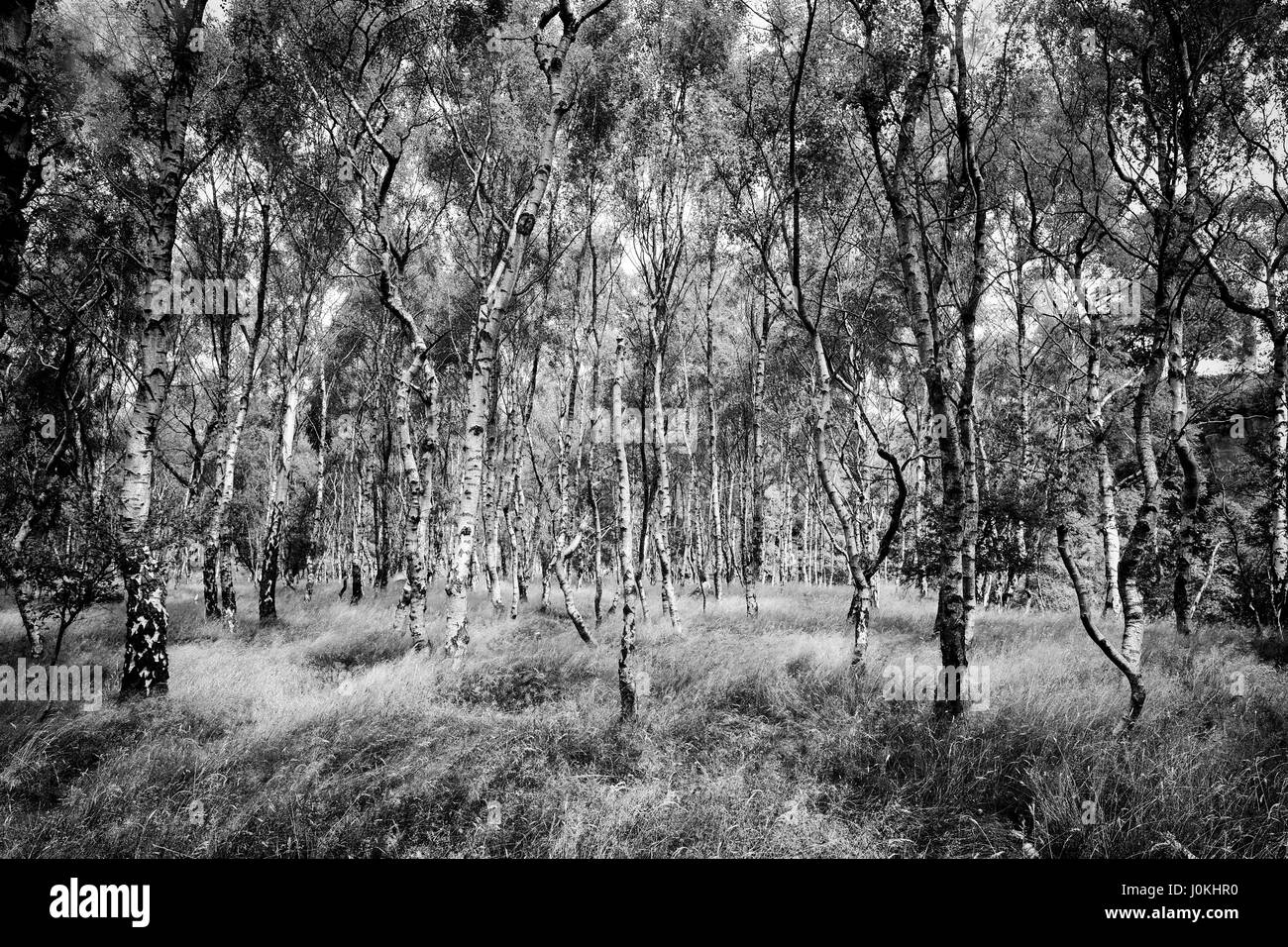Silver birch forest at Bolehill Quarry, Peak District Stock Photo