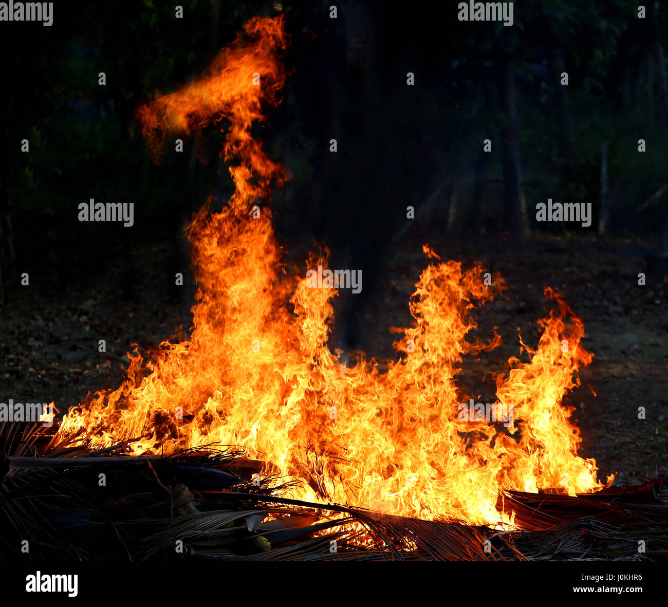 Photos bright big fire in the dark jungle background Stock Photo
