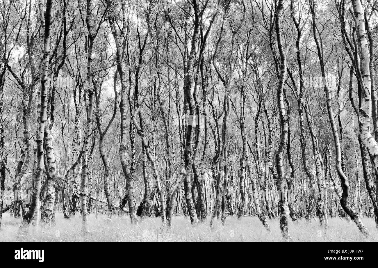 A Silver Birch Forest at Bolehill Quarry, Derbyshire Stock Photo