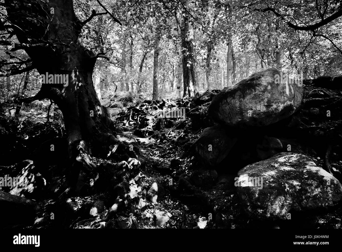 Anciant Woodland Scene in Autumn with large boulders in foreground and leaf litter Stock Photo