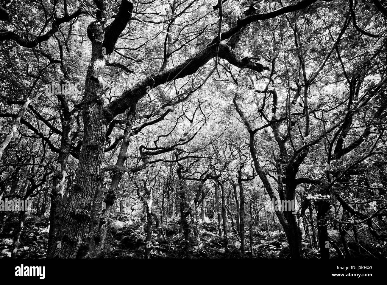 Autumn Ancient Woodland with tangled branches Stock Photo