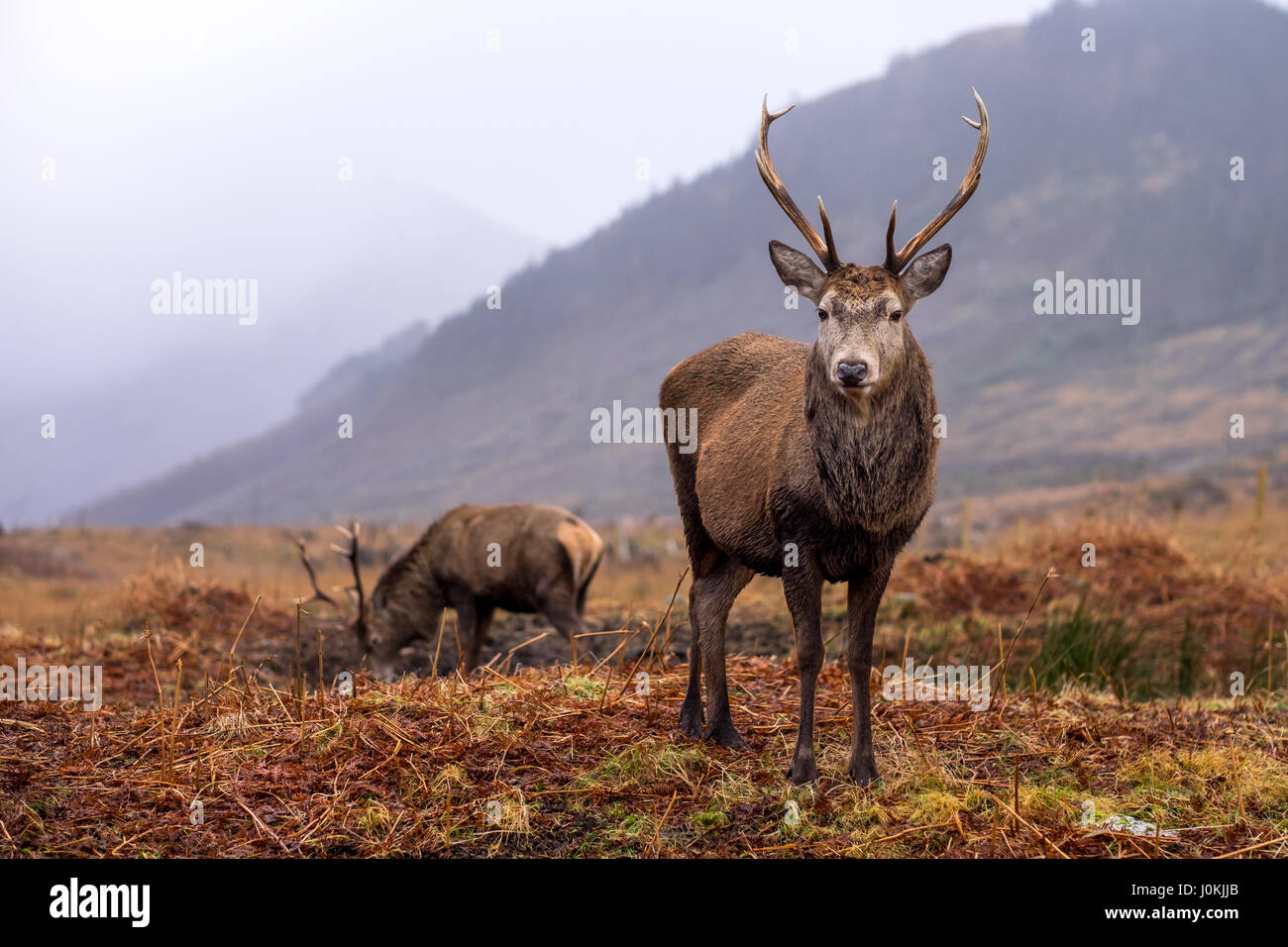 Wild Red Deer, Glen Etive, Scotland Stock Photo