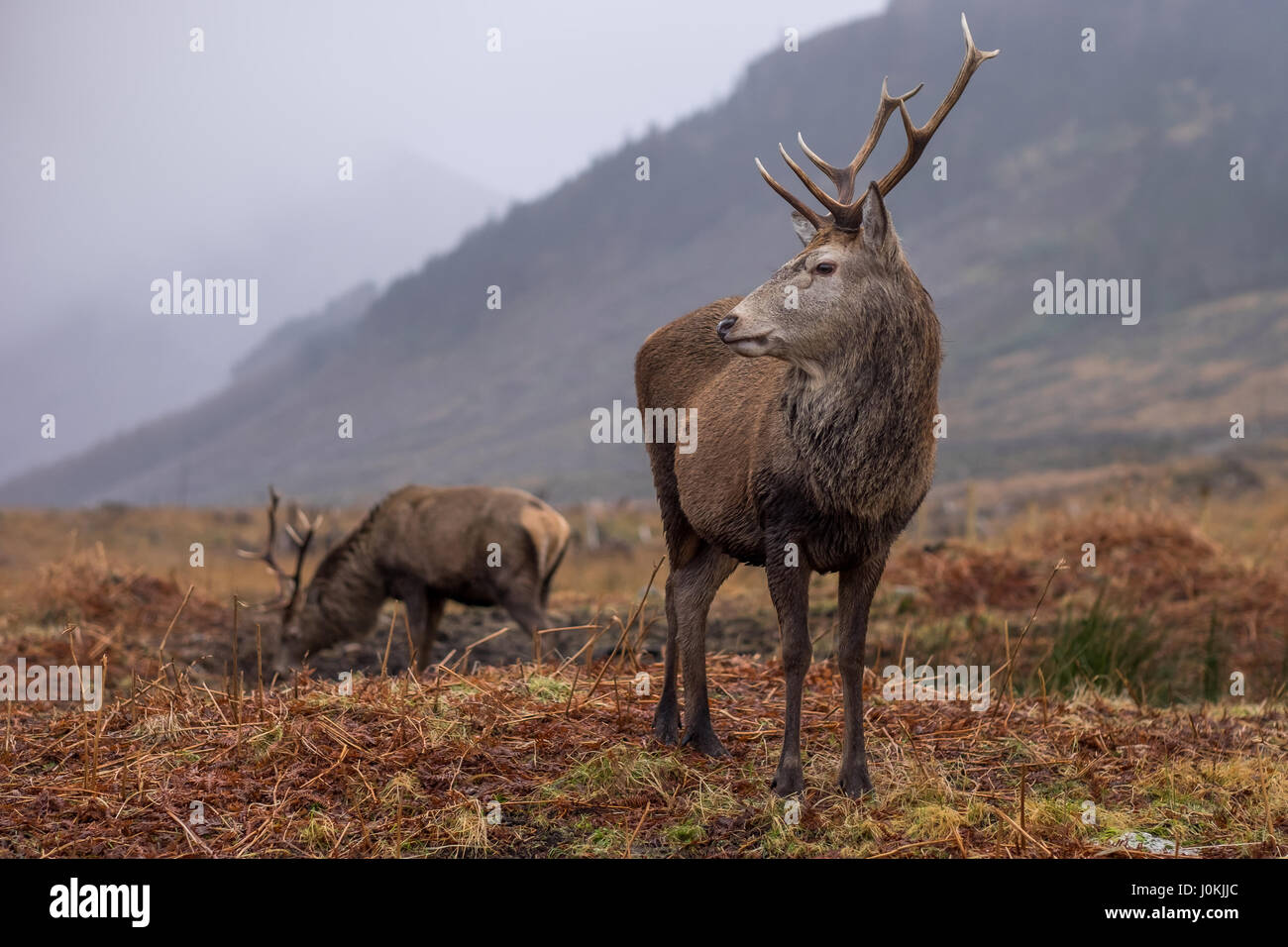 Wild Red Deer, Glen Etive, Scotland Stock Photo