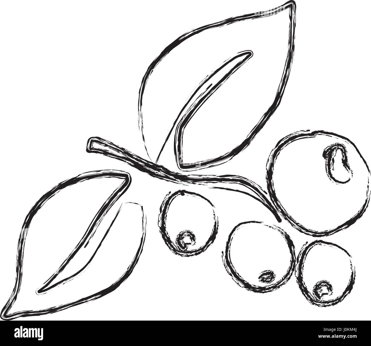 Monochrome Sketch Hand Drawn With Coffee Tree Branch Grains Monochrome Sketch Hand Drawn With Coffee Tree Branch Grains