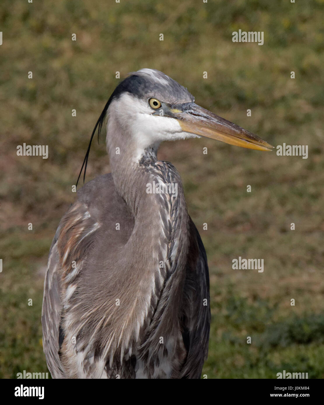 Great Blue Heron are a large and distinctive looking bird.  . Stock Photo
