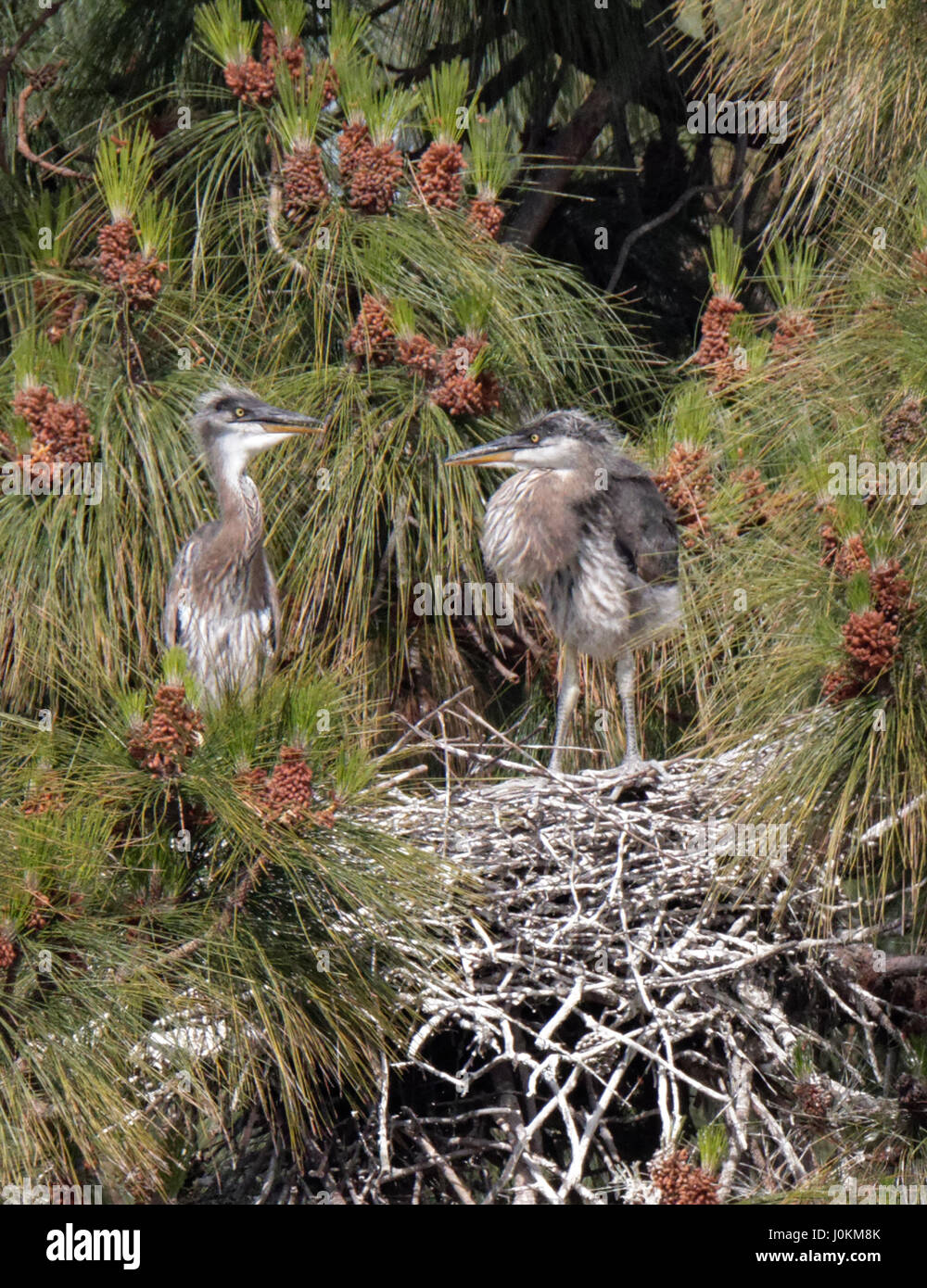 Great blue heron nest hires stock photography and images Alamy