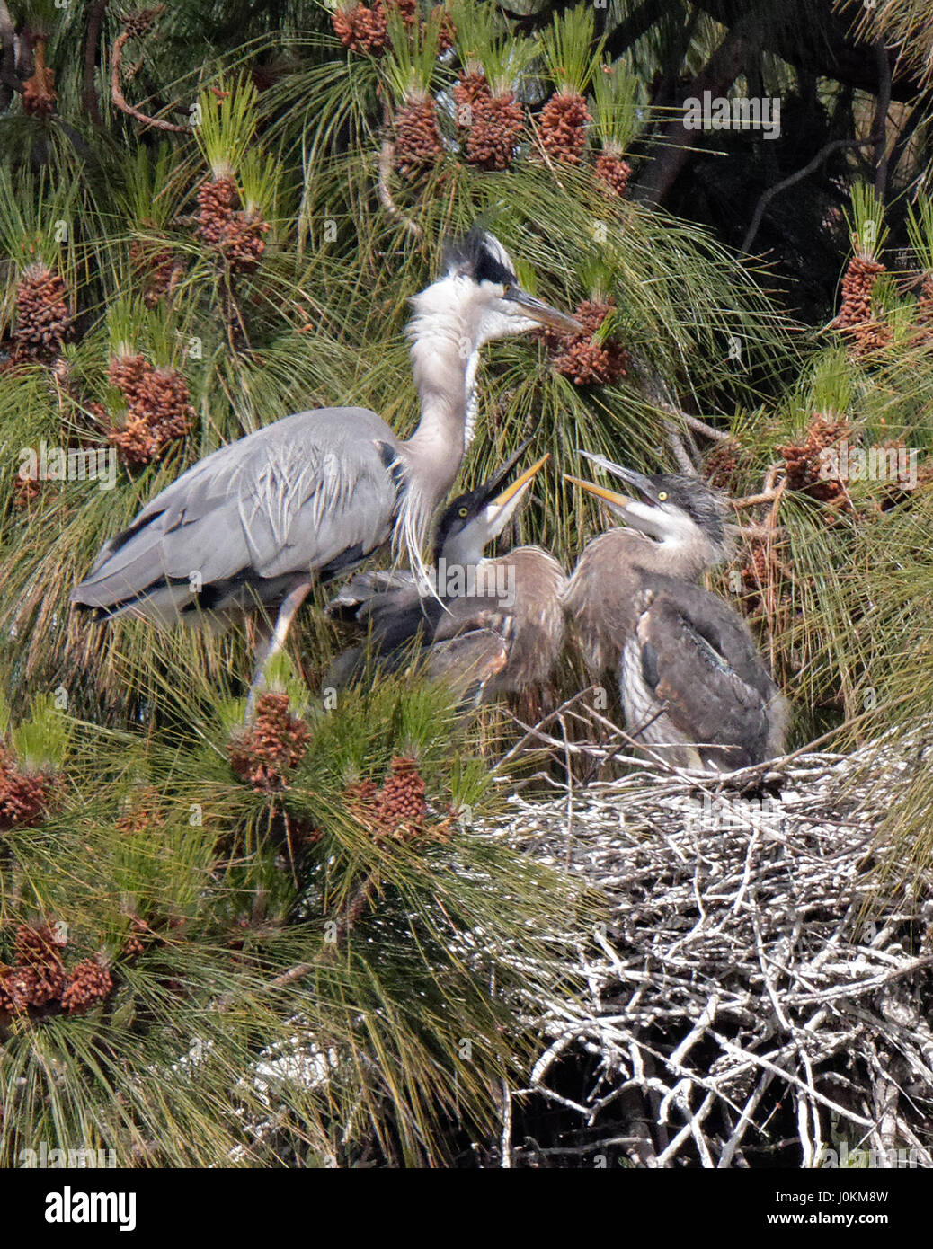 Great blue heron nest hires stock photography and images Alamy