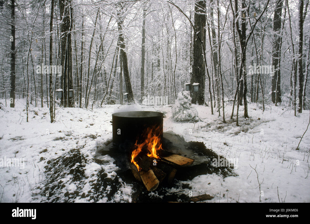 Boiling maple sap, Cookshire, Quebec, Canada Stock Photo Alamy