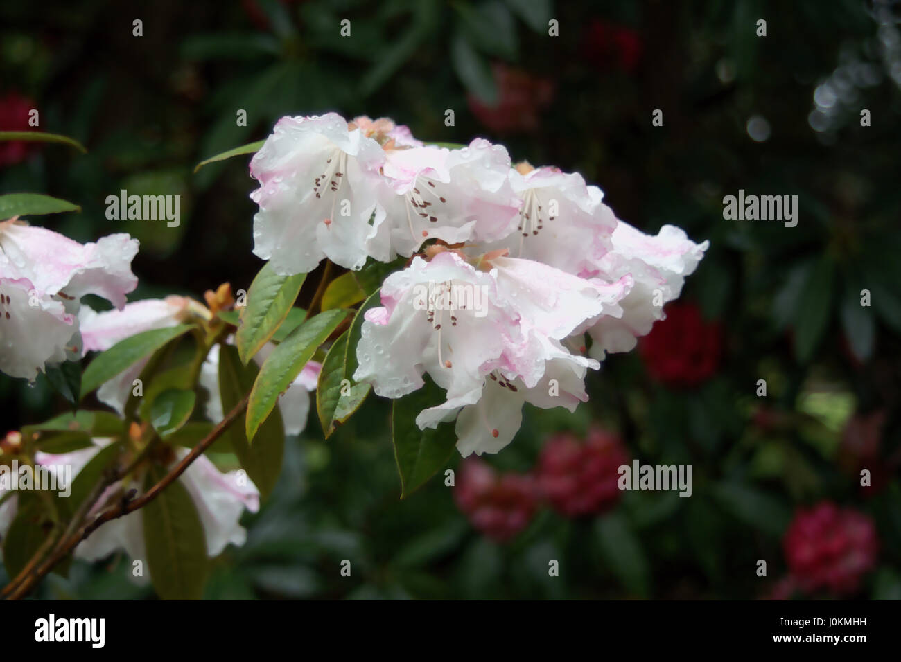 Rhododendron 'Princess Alice' at Clyne gardens, Swansea, Wales, UK Stock  Photo - Alamy