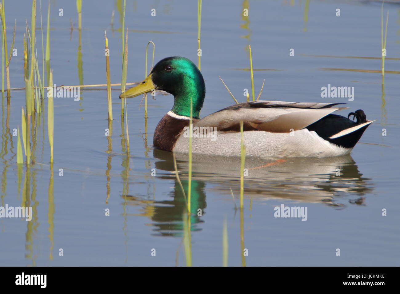 Mallard duck at Titchwell Marsh; UK Stock Photo