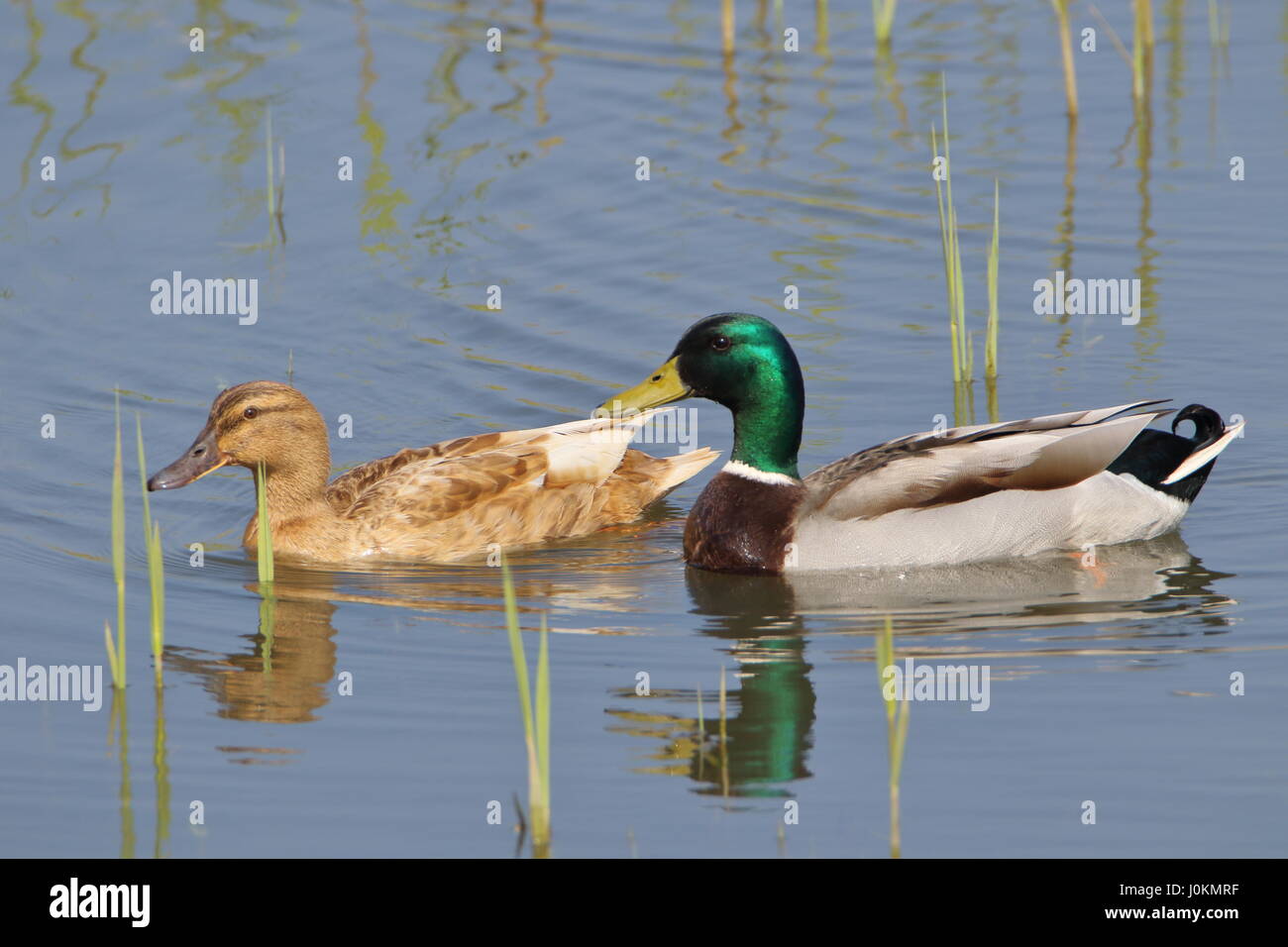 Male and female Mallard ducks at Titchwell Marsh; UK Stock Photo