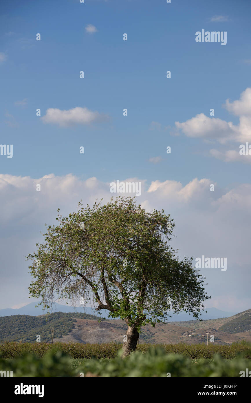 Single Tree Farm Single tree in a farm with a blue sky background Stock Photo - Alamy