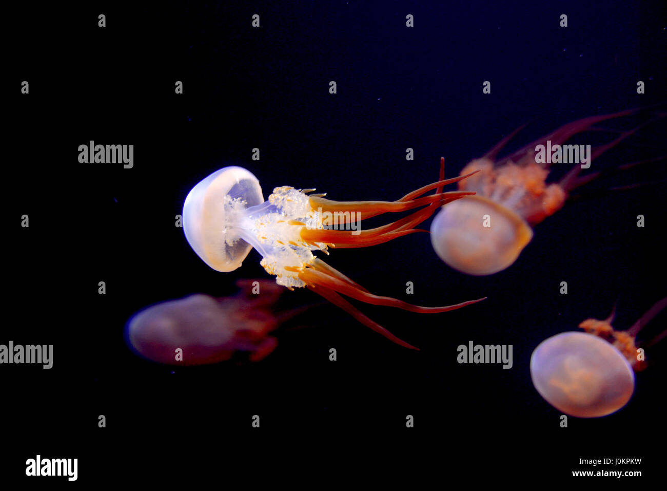 Jellyfish at the Monterey Bay Aquarium Stock Photo