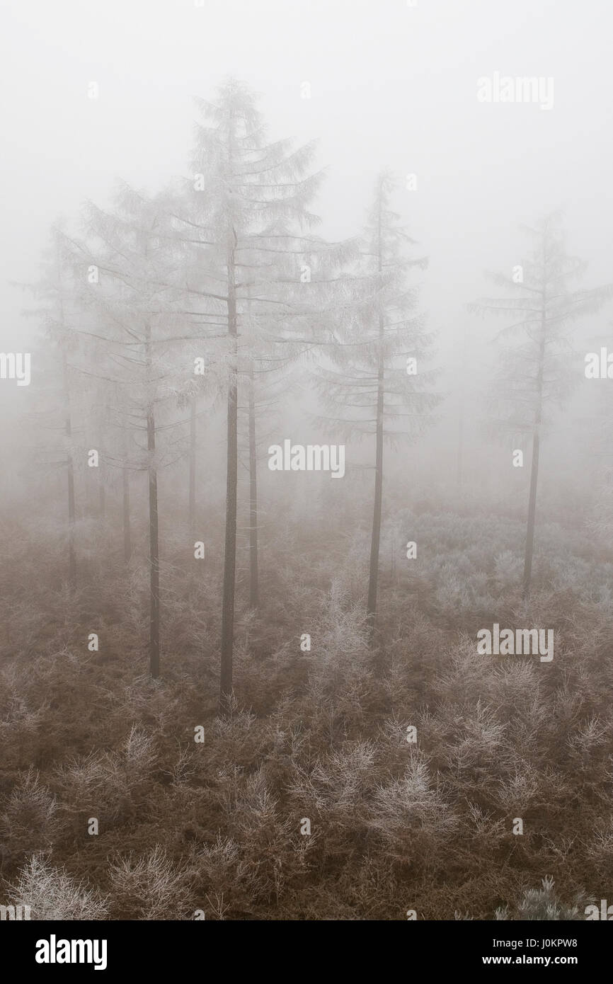 Forest in winter Stock Photo - Alamy
