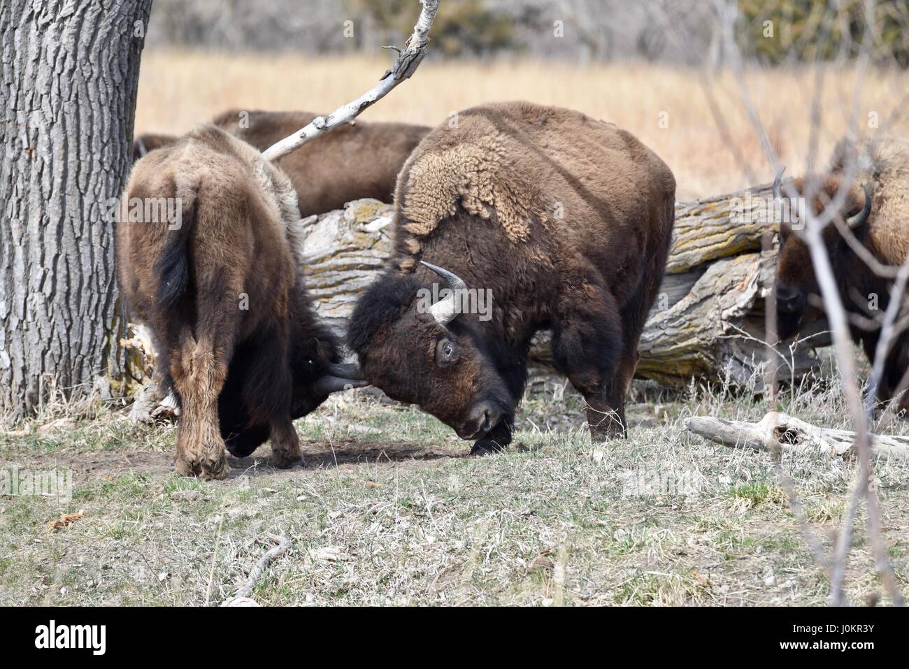 Herd of American Bison, or buffalo, on the prairie in the Platte River