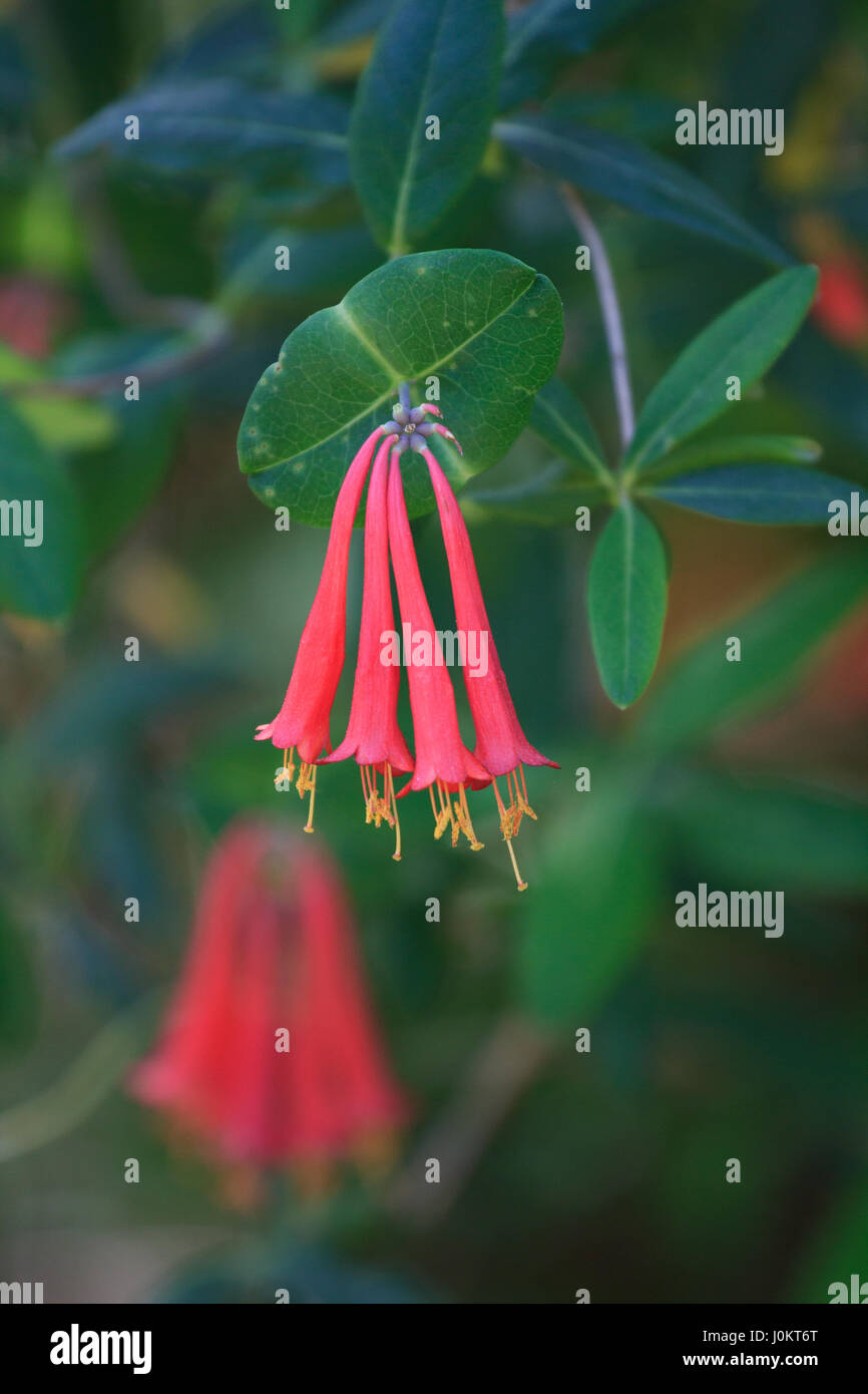 Trumpet Honeysuckle Caprifoliaceae North Carolina Botanical Garden Stock Photo