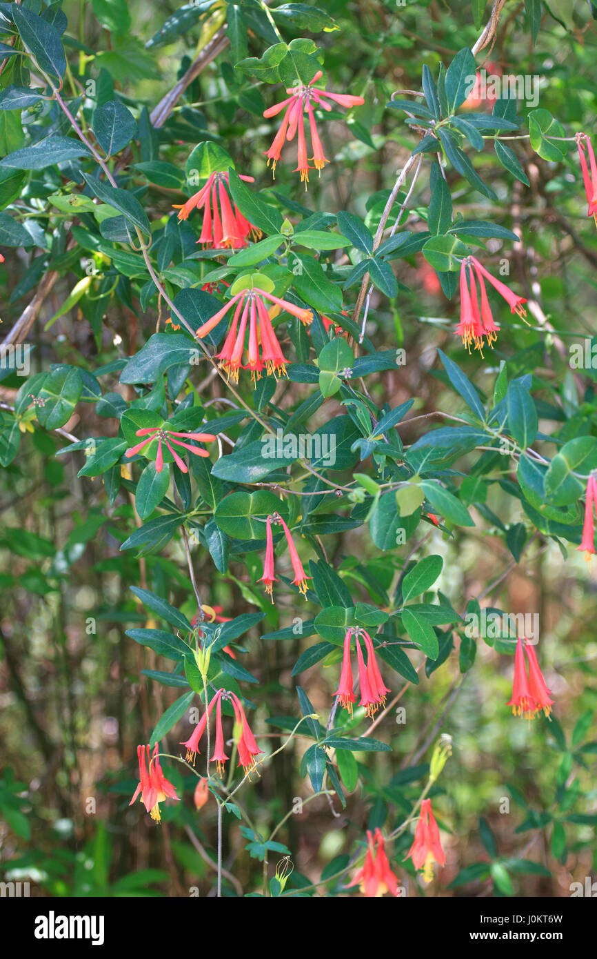 Trumpet Honeysuckle Caprifoliaceae North Carolina Botanical Garden