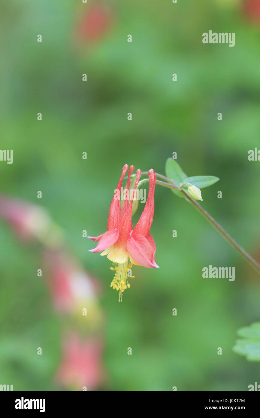 Columbine Flower North Carolina Botanical Garden Stock Photo Alamy