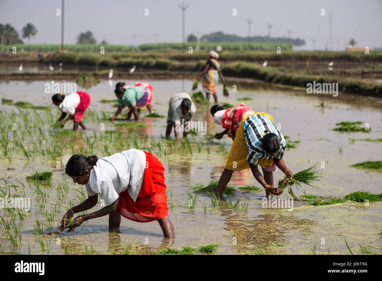 Rice cultivation, workers in the rice paddy, near Madurai, Tamil Nadu, India Stock Photo