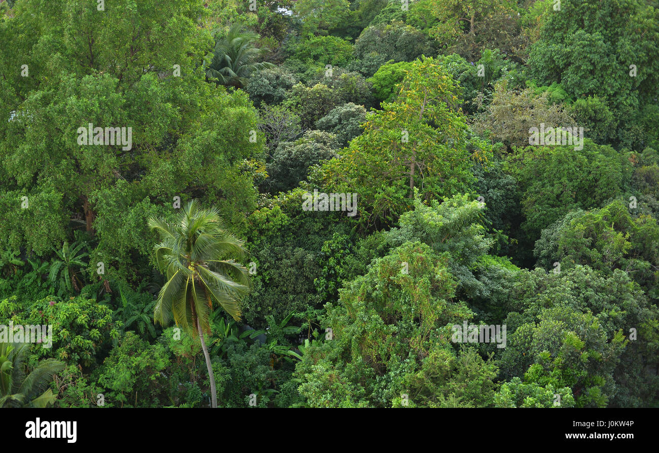 Bird eye view of nature green trees Stock Photo - Alamy