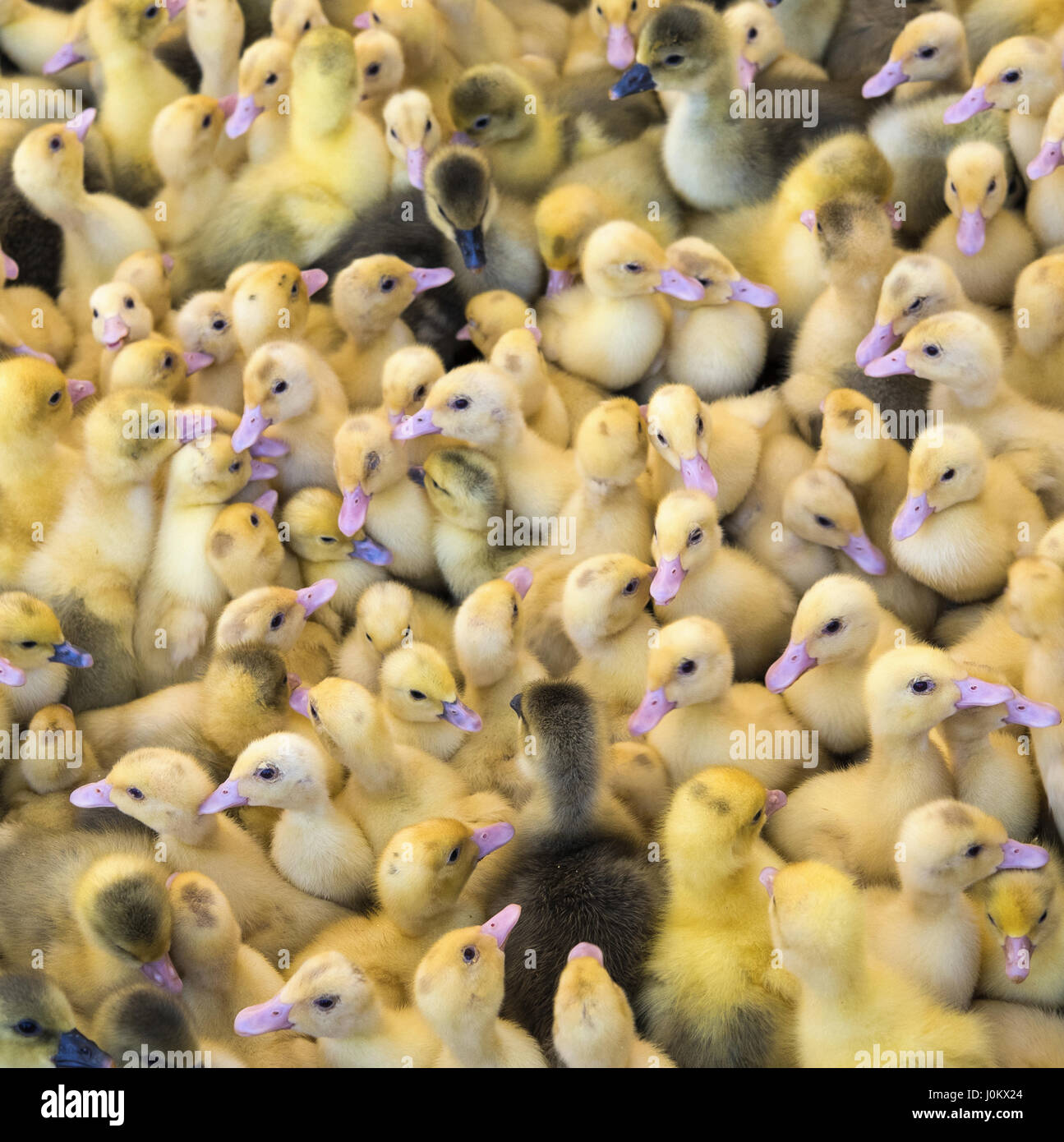 Group of duckling hi res stock photography and images Alamy