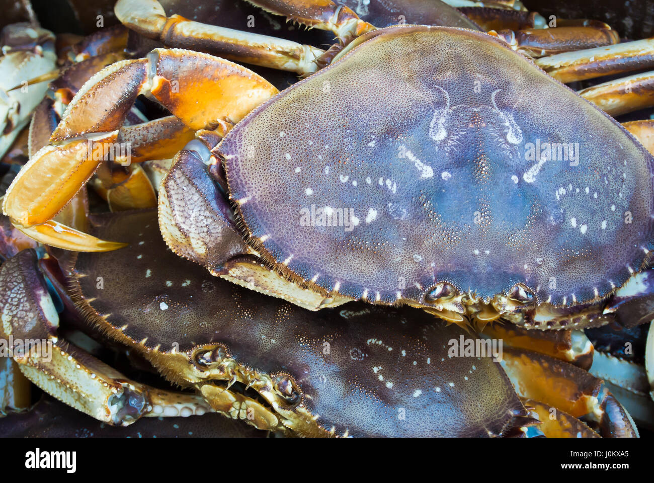 Live crabs for sale hi-res stock photography and images - Alamy