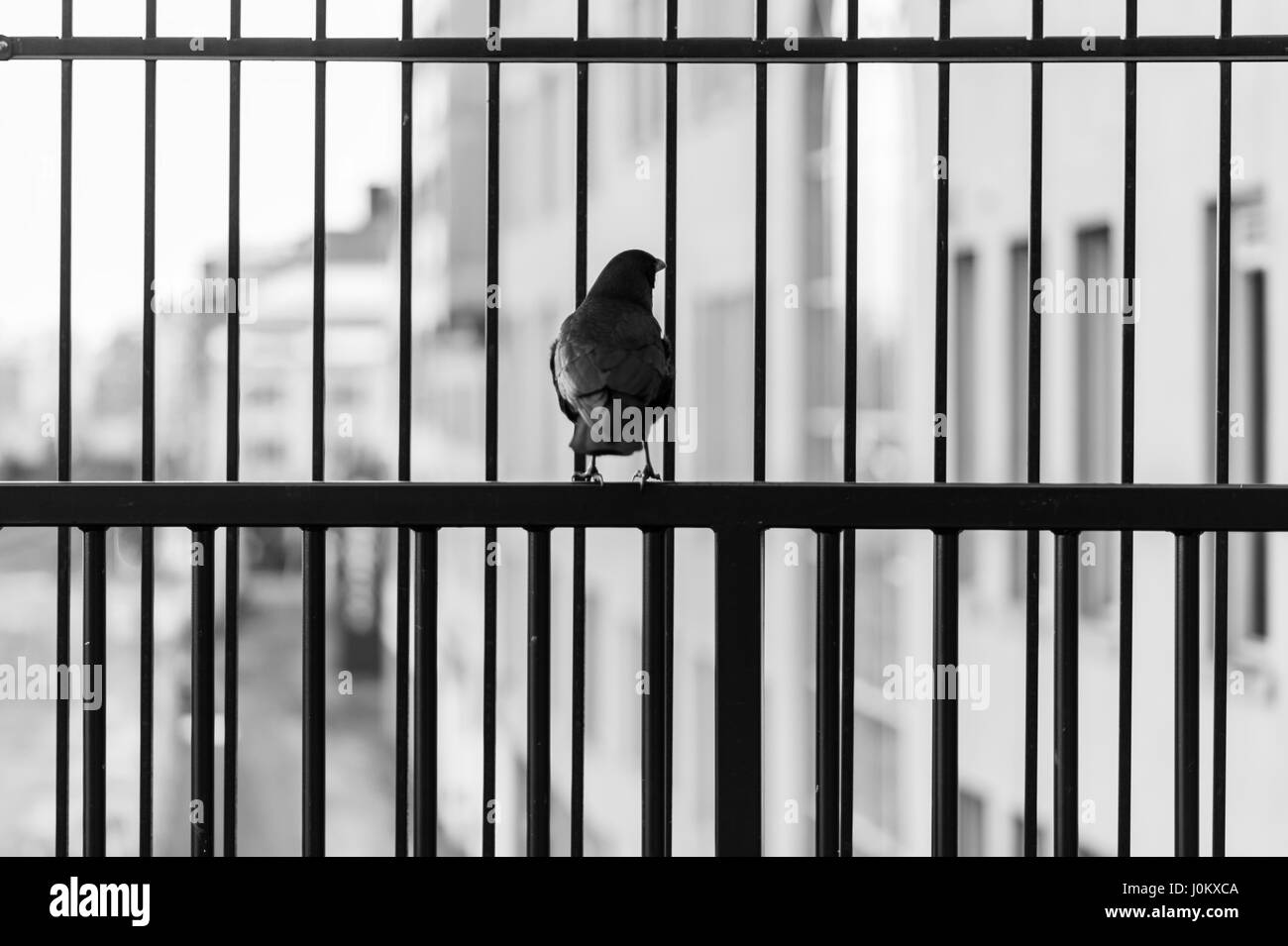Crow sitting on layers of wrought iron fences, staring out onto blurred urban landscape. Stock Photo