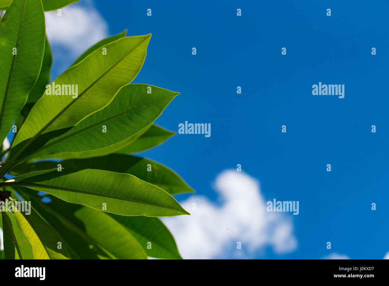 The leaves of a Frangipani (Plumeria) form a natural tropical clock face against a blue sky in Sydney, Australia Stock Photo