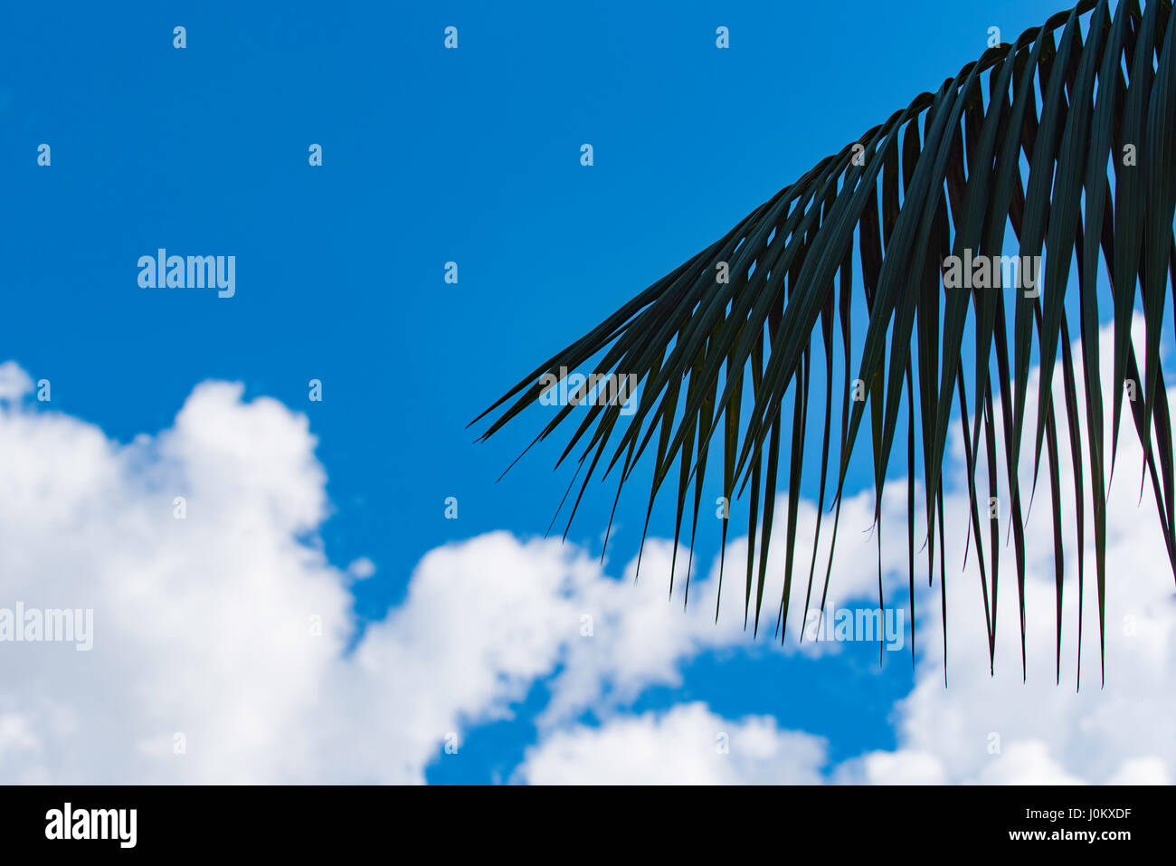A palm frond silhouetted against  puffy white clouds and blue skies in Sydney, Australia Stock Photo