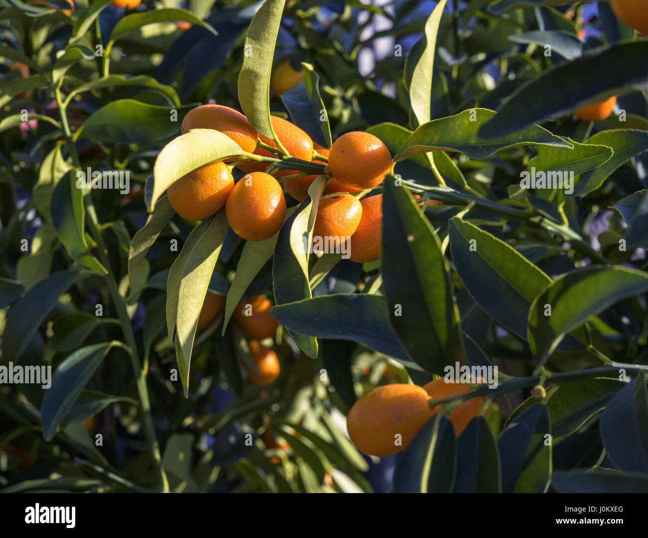 Kumquat tree hires stock photography and images Alamy