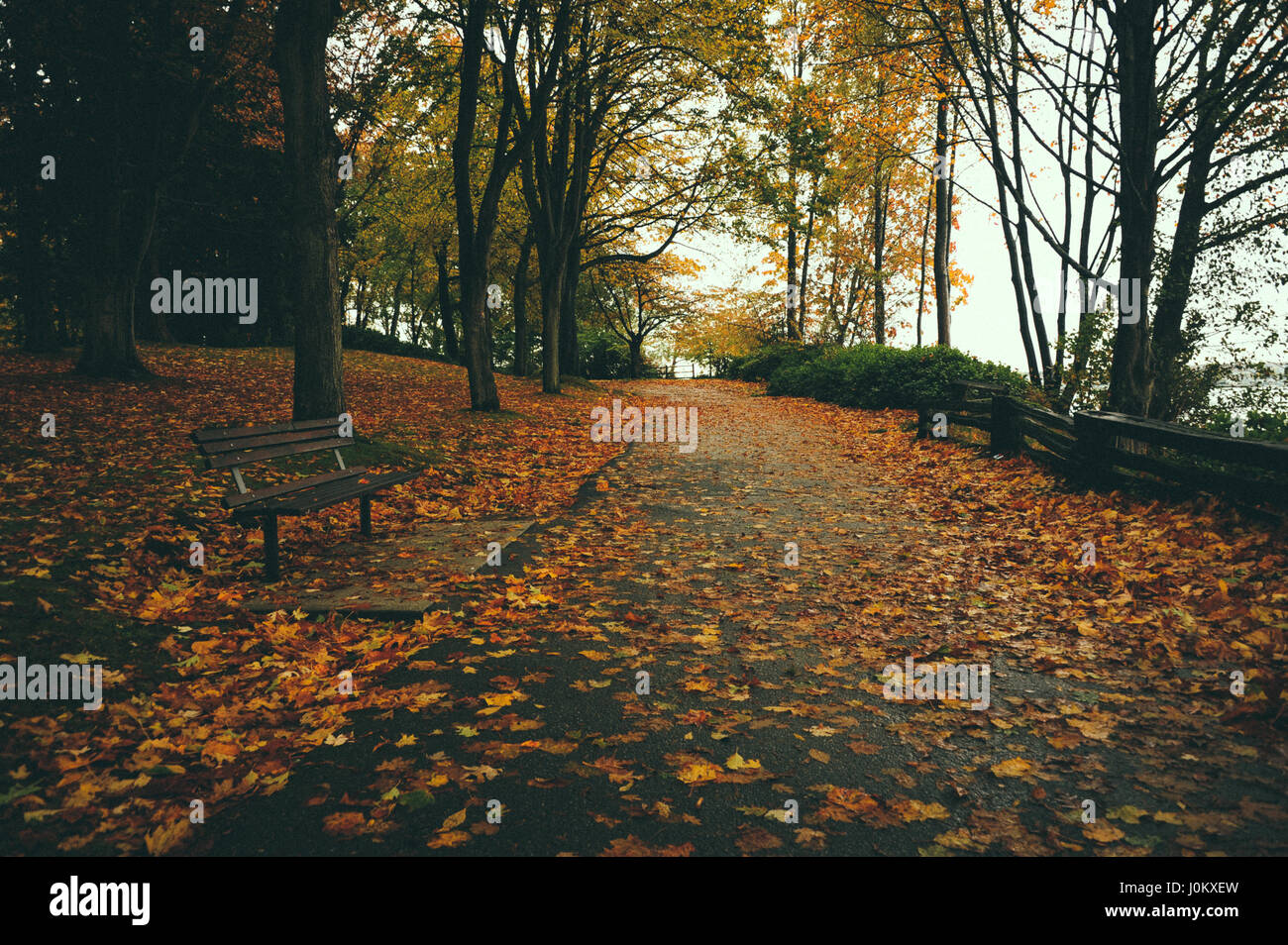 Path heavy with fallen Autumn leaves on a rainy day. Stock Photo