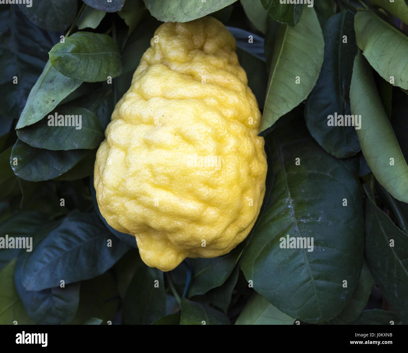 Sorrento Italy Giant Yellow Bergamot On Tree Stock Photo Alamy