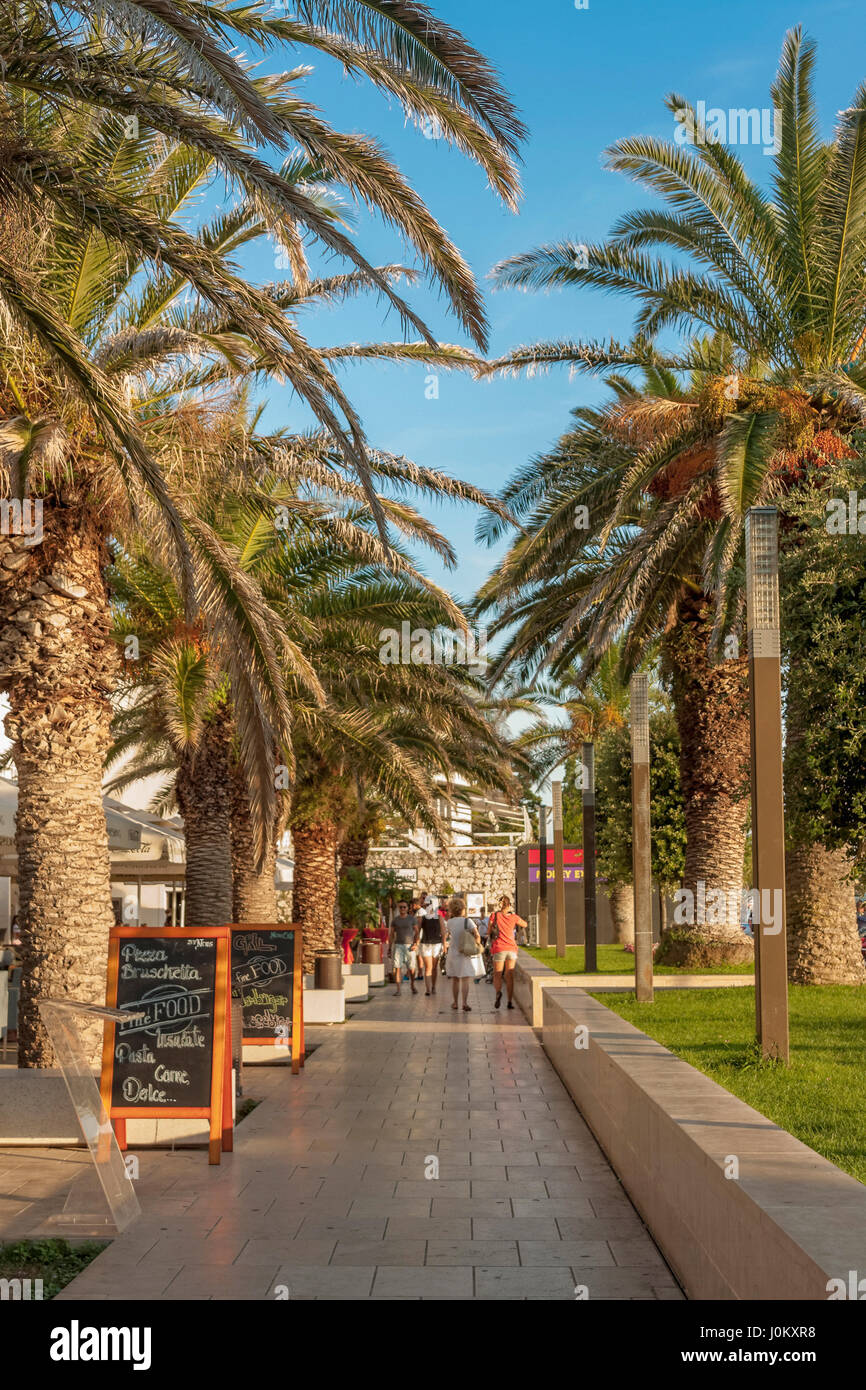 Palm trees in Novalja, Pag island, Croatia Stock Photo Alamy