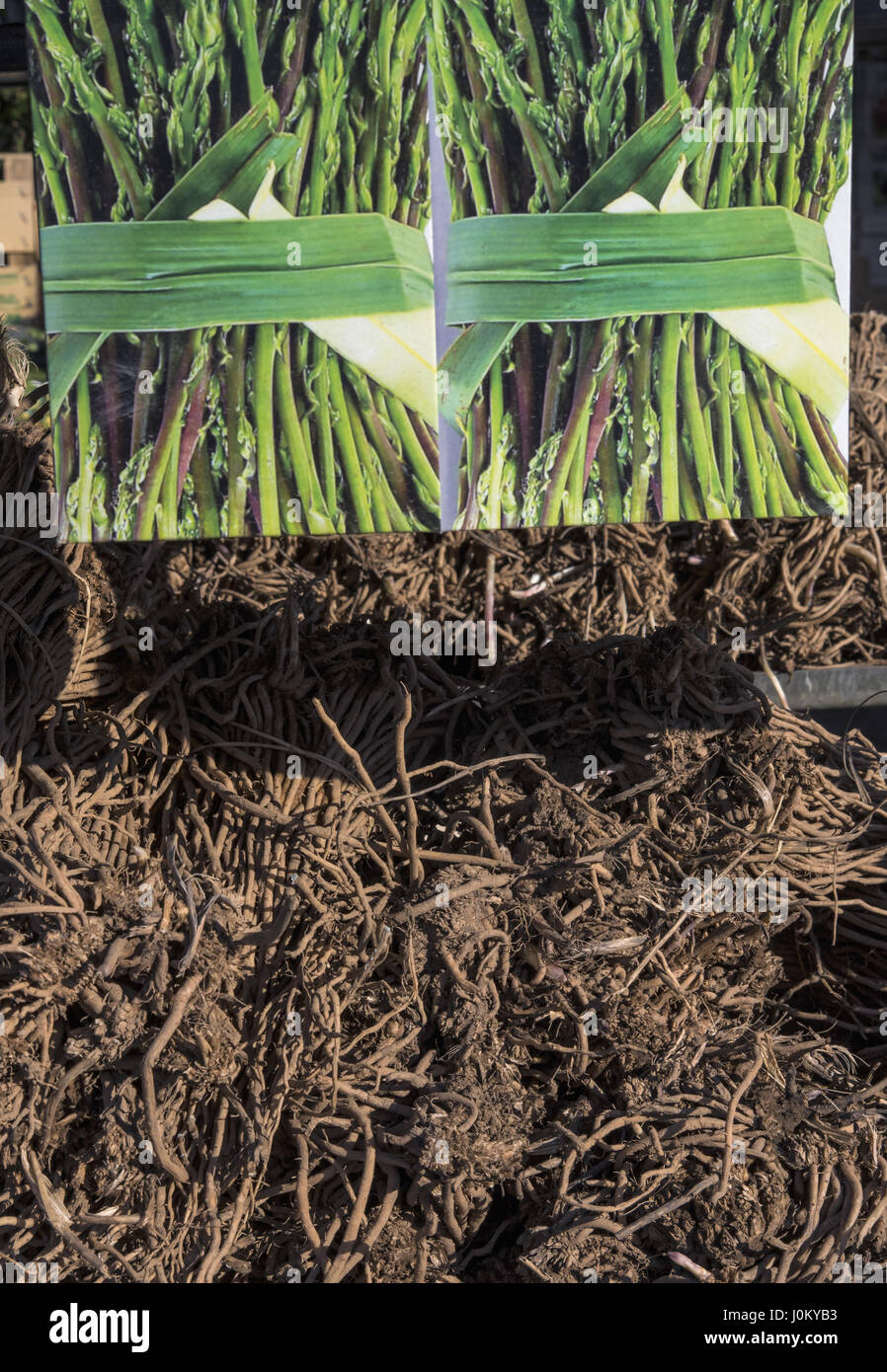 Asparagus roots hires stock photography and images Alamy