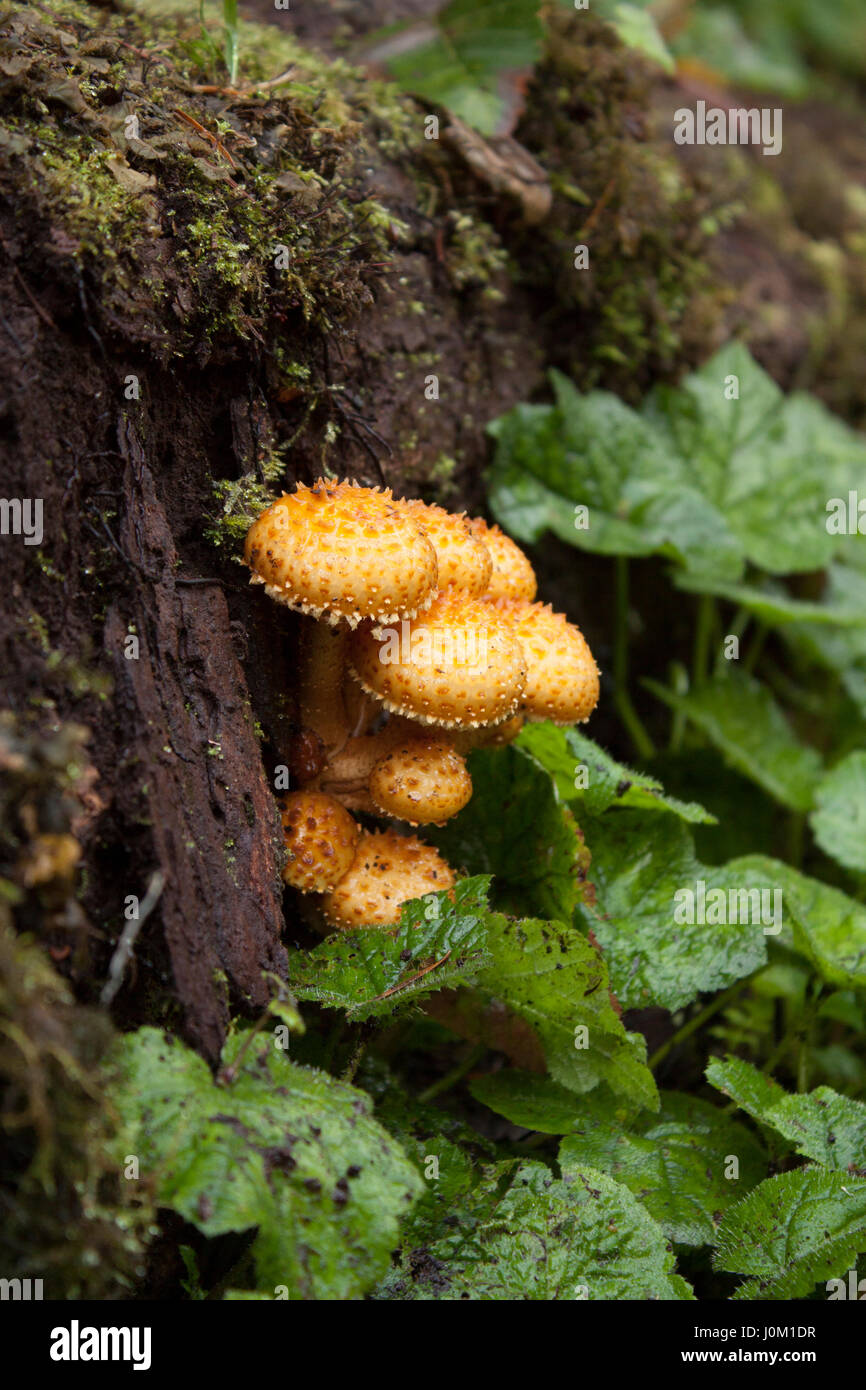 Shaggy scalecap mushrooms on a  rotting log Stock Photo