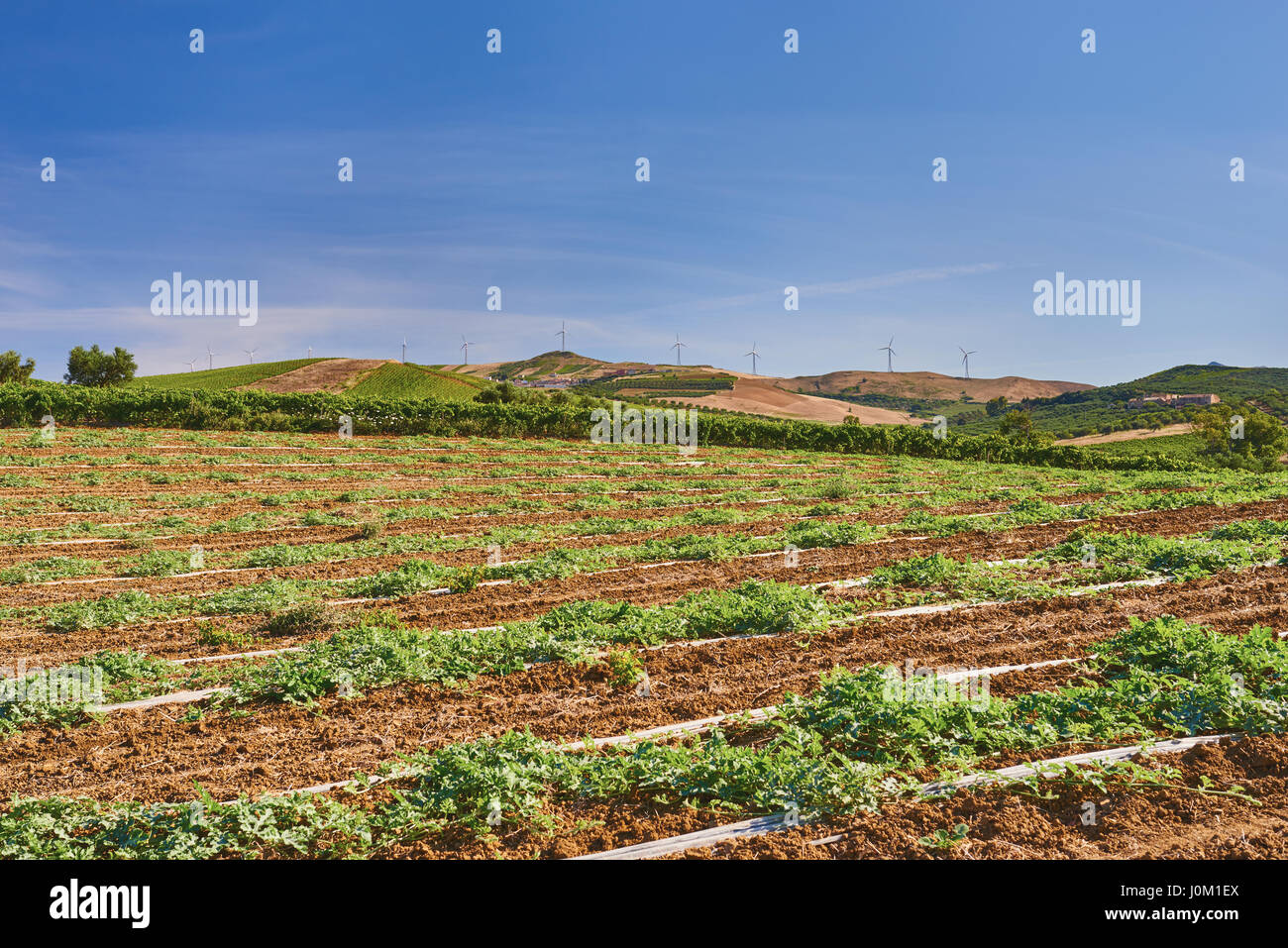 Agriculture field Sicily, Italy Stock Photo Alamy
