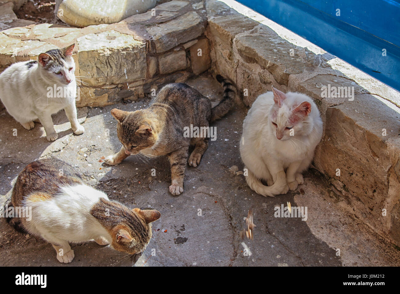 Group stray cats hires stock photography and images Alamy