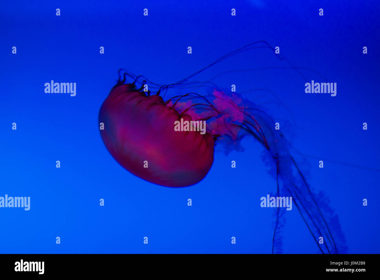 Pacific sea nettle jellyfish in the Aquarium of Quebec Stock Photo