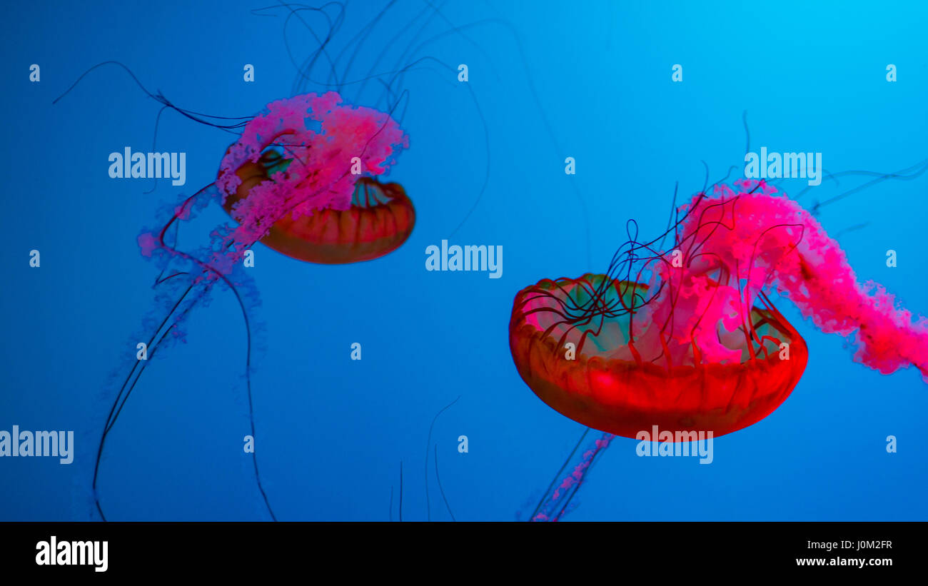 Pacific sea nettle jellyfish in the Aquarium of Quebec Stock Photo