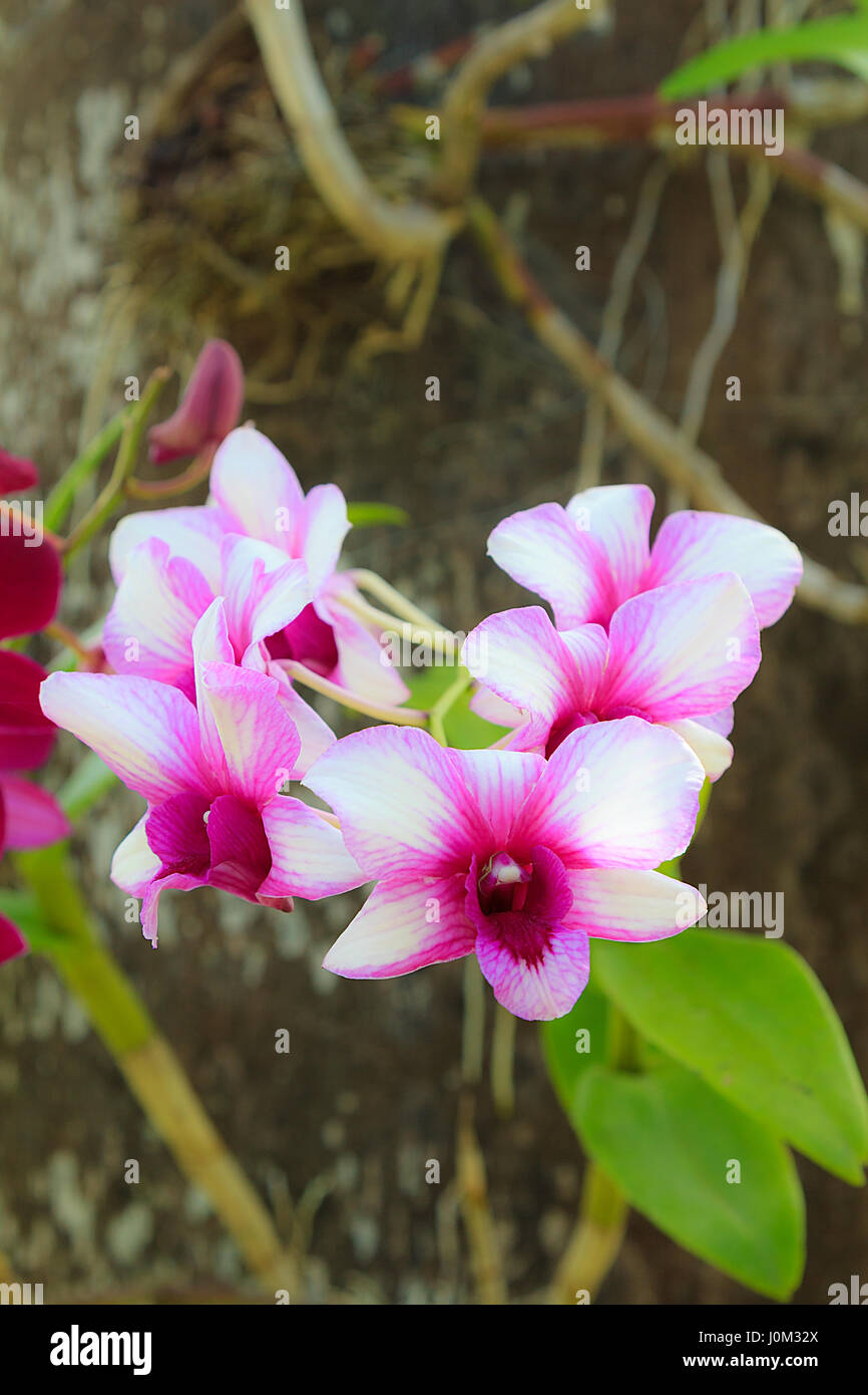 White and purple orchid flower in the garden Stock Photo