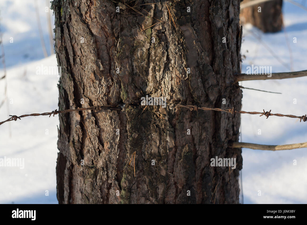 barbed wire ingrown to tree Stock Photo