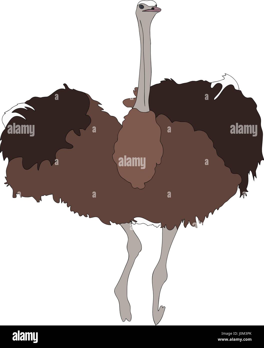 Portrait of a wild ostrich big flightless bird Stock Vector