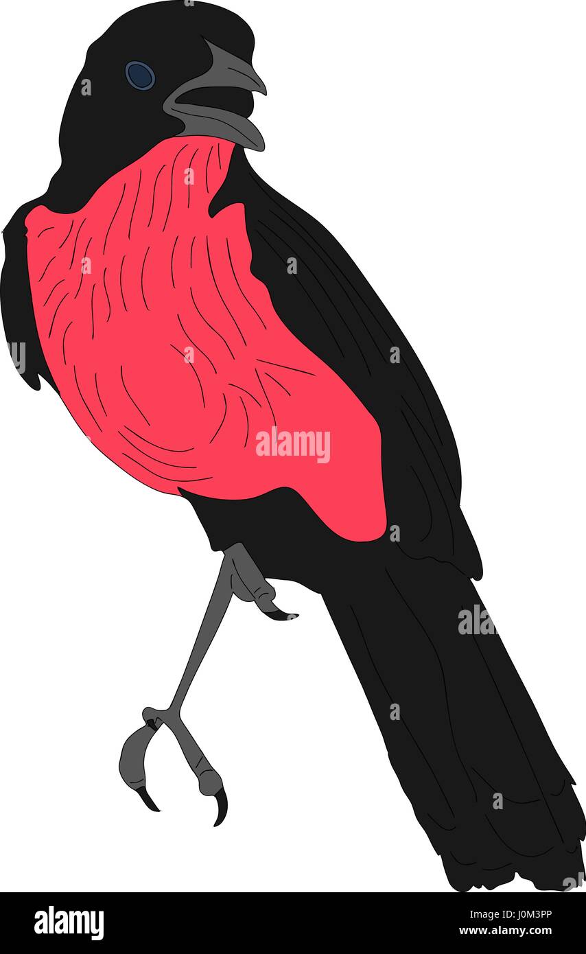 Portrait of a crimson breasted shrike Stock Vector