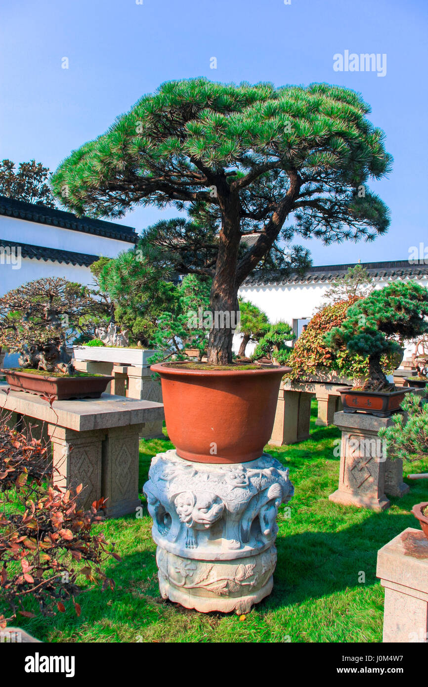 Chinese pine bonsai in a bright orange pot in the garden Stock Photo
