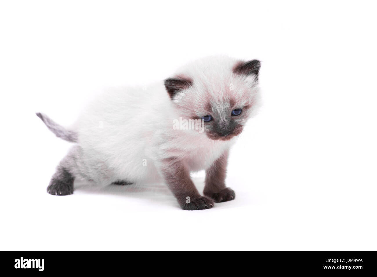 Siamese kitten with blue eyes looks down on white background. Isolated on white background. Stock Photo