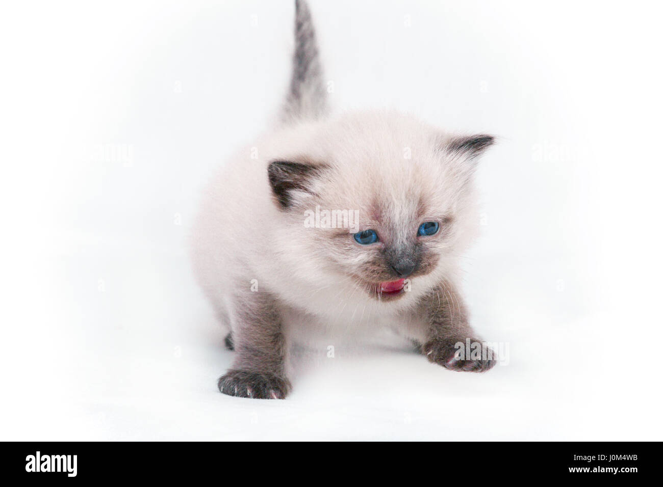 baby siamese cats